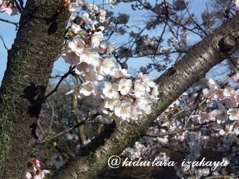 花見